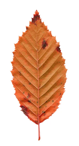 赤い紅葉のニレの葉 秋のニレの葉を分離 — ストック写真