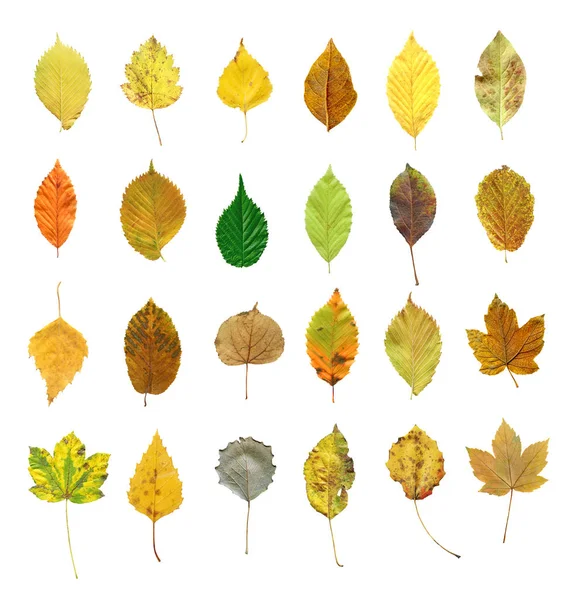 Herbstblätter Isoliert Auf Weißem Hintergrund — Stockfoto