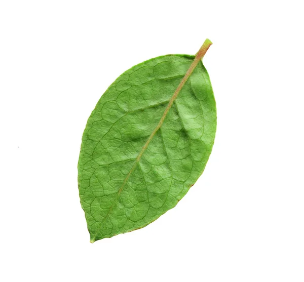 Blueberry Grönt Blad Blåbär Eller Blåbär Blad Isolerade — Stockfoto