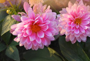 Dahlia pembe çiçek. Güzel pembe renk dahlia çiçekler. Güzel pembe şakayık dahlia bahçede.