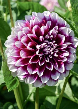 Yıldız çiçeği çiçek pom pom flowerhead. Edinburgh mor ve beyaz Dahlia