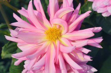 Pembe kaktüs dahlia. Çiçekli pembe dahlia yakın çekim. Pembe ve sarı örümcek dahlia çiçeği