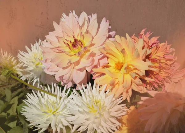 Bouquet of dahlias flowers. Dahlia flowers  background. Vintage  retro style