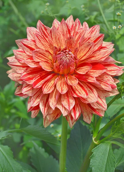 Pippi Dahlia Laranja Flor Amarela Com Estrias Vermelhas Pétalas — Fotografia de Stock