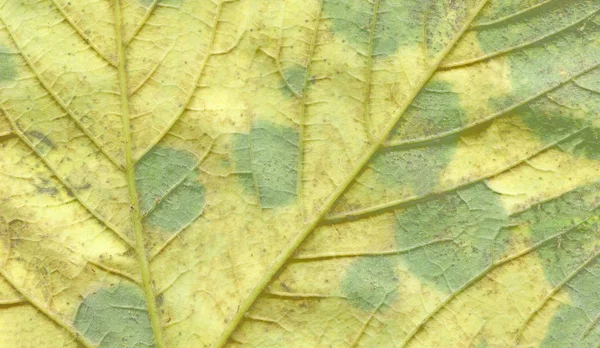 Colorful texture of autumn leaf. Autumn leaf background close up. Wide format banner