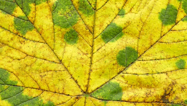 Kleurrijke Textuur Van Herfstblad Herfst Achtergrond Met Esdoorn Verlaten — Stockfoto