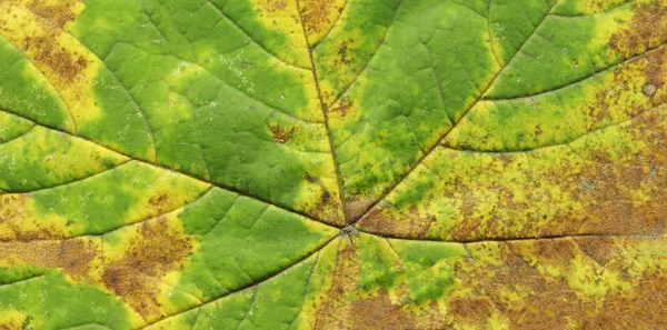 Colorful texture of autumn leaf. Autumn leaf background close up. Wide format banner