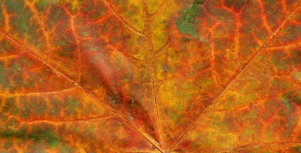 Colorful Autumn Leaf Background Autumn Dry Leaves Backdrop — Stock Photo, Image