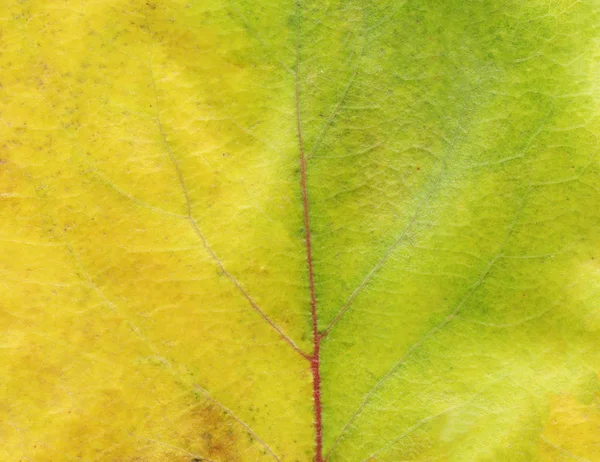 Bunte Herbst Blatt Hintergrund Trockenes Herbstlaub Leerer Kopierraum — Stockfoto