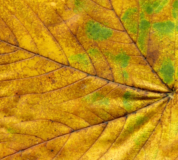 Textura Una Hoja Seca Fondo Abstracto Hoja Roja Amarilla — Foto de Stock