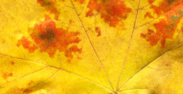 カラフルな秋葉の背景 赤とオレンジの秋葉背景 — ストック写真