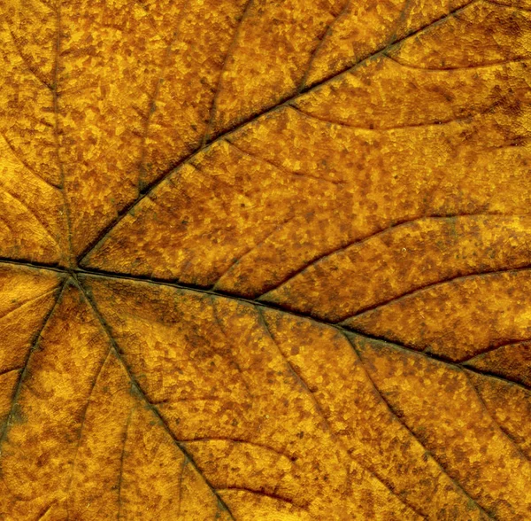Abstract leaf veins. Brown autumn leave close up. Autumn colorful leaves closeup. Autumn brown textural old leaf. Beautiful bright colorful autumn leaf