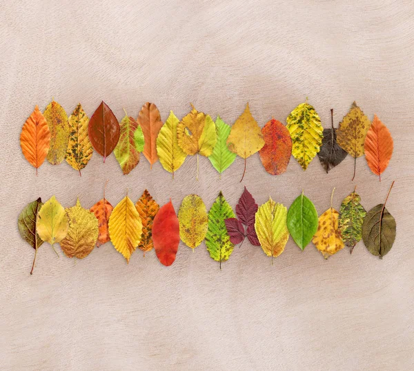Bunte Textur Des Herbstblattes Auf Holzgrund Herbst Blatt Hintergrund Nahaufnahme — Stockfoto