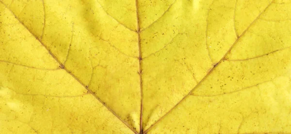 Fondo Colorido Hojas Otoño Hoja Otoño Primer Plano Textura — Foto de Stock