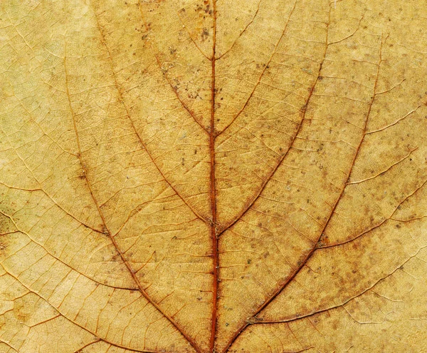 Colorful texture of autumn leaf. Autumn leaf background close up. Top view with copy space.