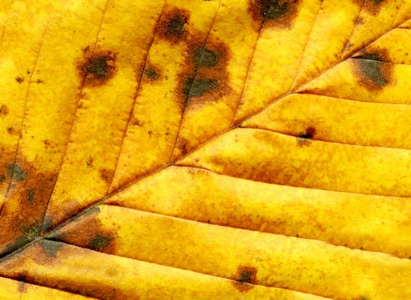 Herfstblad Close Textuur Kleurrijke Lichte Achtergrond Van Herfstblad — Stockfoto