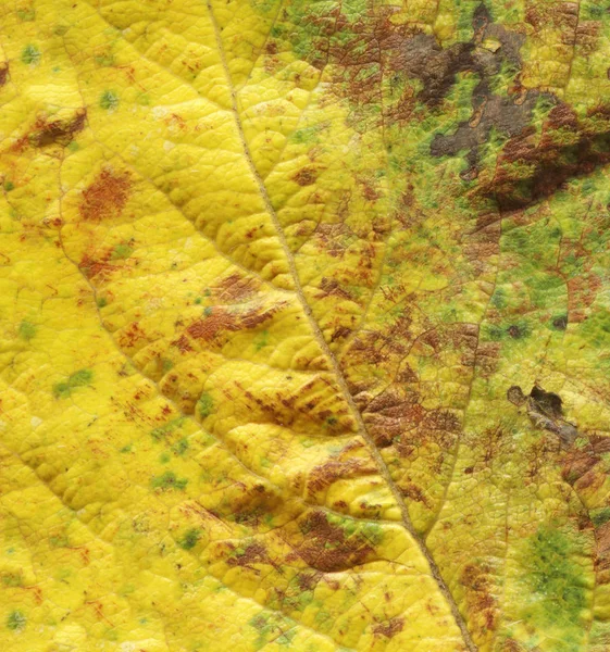 Jesienne Suche Liście Tło Kolorowy Liść Jesienny Streszczenie Tekstura — Zdjęcie stockowe