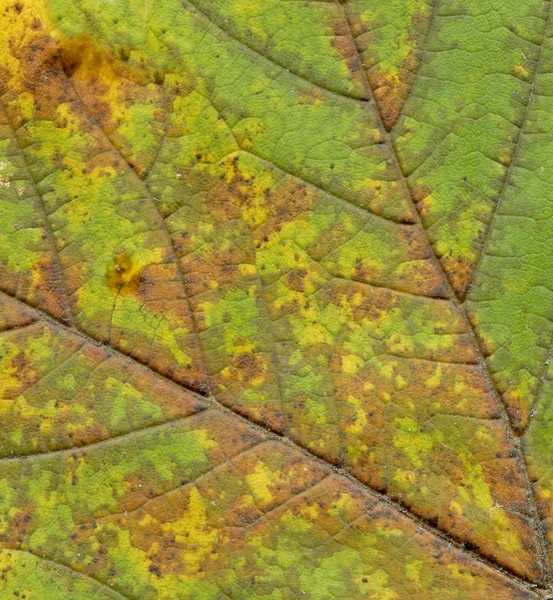 Colorful Autumn Leaf Background Autumn Dry Leaves Backdrop — Stock Photo, Image