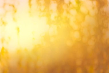 Sıcak altın doğa arka plan bulanık. Sonbahar Orman bokeh arka plan bulanık