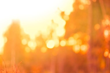 Sonbahar manzara arka plan bulanık. Güzel doğa bokeh orman arka plan yaprak. Sonbahar doğal bokeh zemin