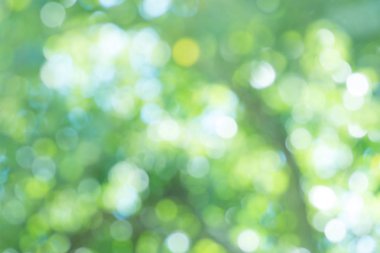  Yeşil bokeh odak yeşillik arka plan dışarı. Taze yeşil biyo soyut arka plan bulanık.