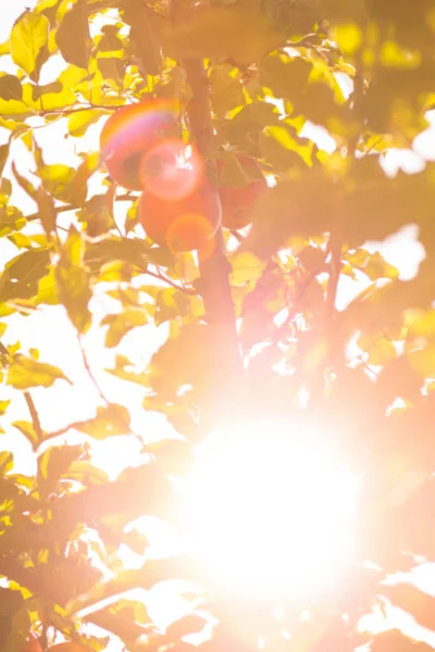 Sonbahar manzara arka plan bulanık. Güzel doğa bokeh orman arka plan yaprak. Sonbahar doğal bokeh zemin. Sarı turuncu doğal bokeh. 