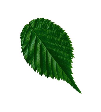 Beyaz arka plan üzerinde izole taze ahududu yaprağı