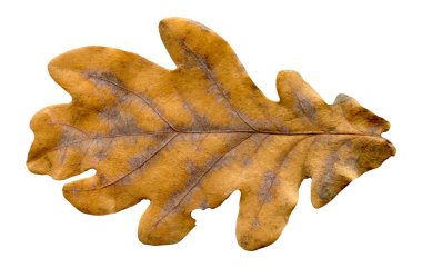 Beyaz bir arka plan üzerinde izole meşe kahverengi sonbahar yaprak