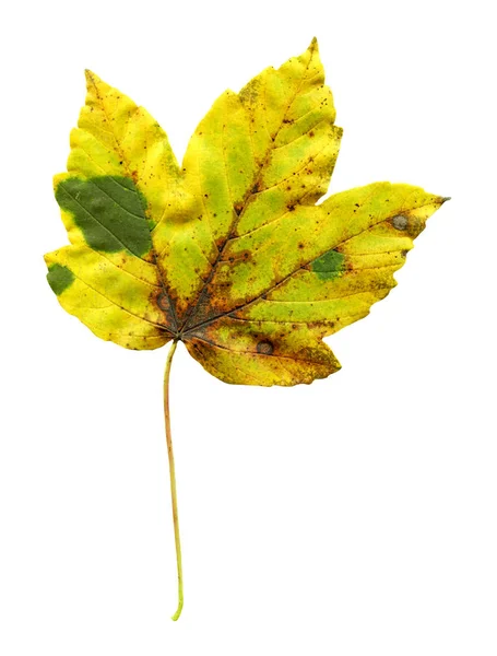 Hoja Arce Otoño Aislada Sobre Fondo Blanco Arce Hoja Otoño — Foto de Stock