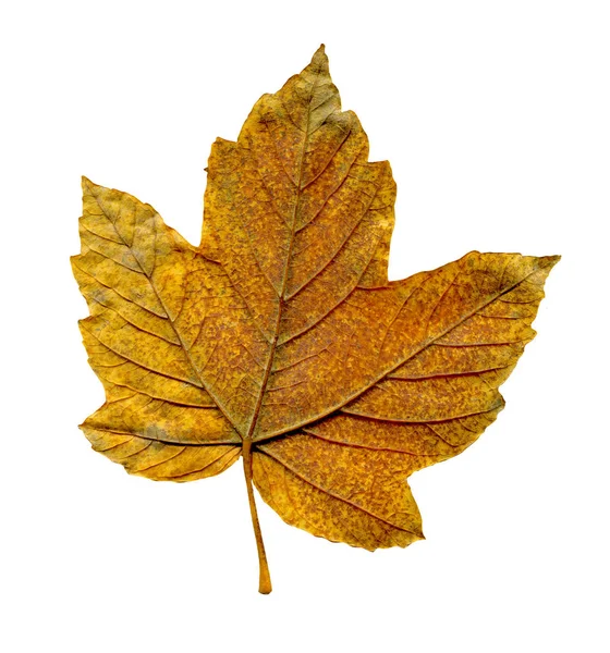 白い背景に分離されたカエデ エイサー秋の葉 — ストック写真