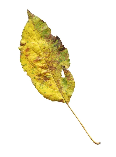 Kleurrijke Pear Tree Herfstbladeren Geïsoleerd Wit Van Perenboom Gekleurde Herfstbladeren — Stockfoto