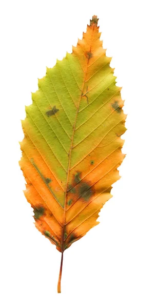 Folha Árvore Olmo Perto Tiro Outono Dourado Cores Folha Árvore — Fotografia de Stock