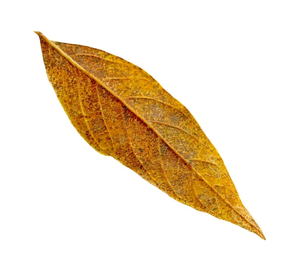 Färgglad Höst Löv Isolerad Vit Bakgrund Höst Löv Isolerade — Stockfoto