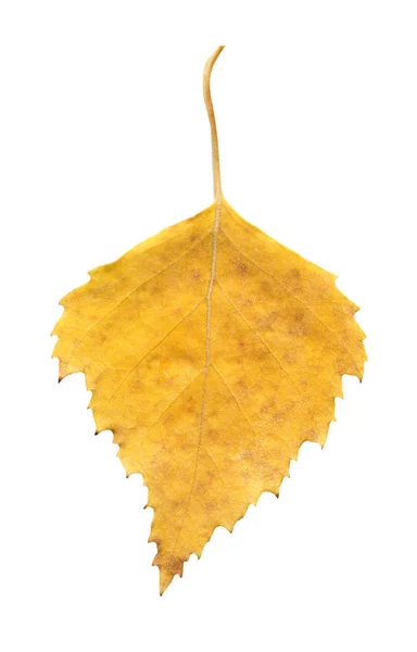 Желтый Опавший Лист Березы Изолирован Осенние Листья Березы — стоковое фото