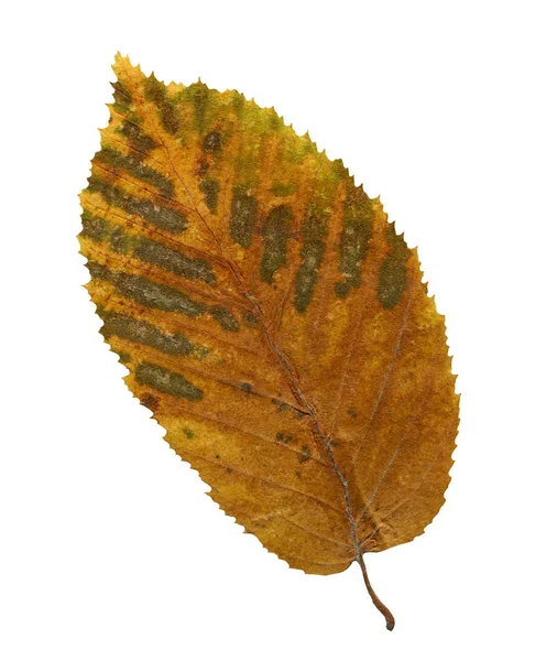 Autumn Brown Leaf Elm Isolated White Background One Yellow Leaf — Stock Photo, Image