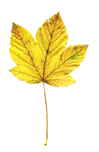 カエデ エイサー秋の葉白背景に分離されました 白い背景に分離された美しい明るいカラフルな秋の葉 — ストック写真