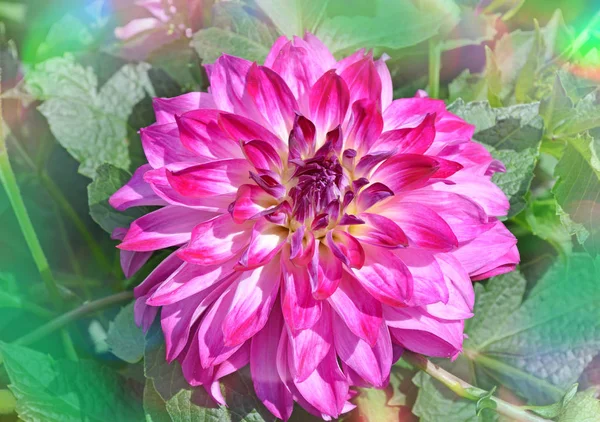 Одинокий Цветок Далии Фоне Природы Фиолетовые Цветы Георгины Кусте — стоковое фото