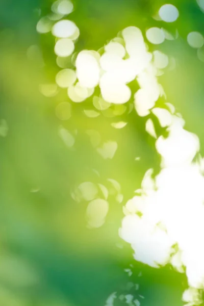 Natural green blurred background. Abstract bokeh and blurred green nature background