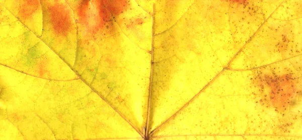 Herbstblatt Hautnah Textur Bunte Helle Hintergrund Des Herbstblattes — Stockfoto