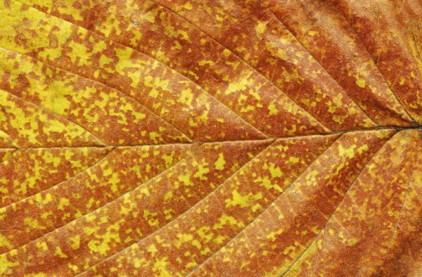 Fundo Colorido Folha Outono Dourado Perto Folha Árvore Outonal Colorida — Fotografia de Stock