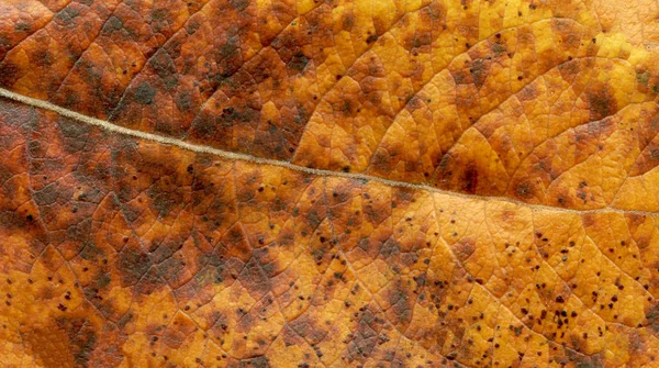 Autumn Close Dry Leave Leaf Autumn Background Top View Flat — Stock Photo, Image