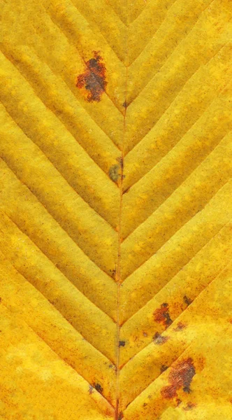 Hoja Otoño Textura Fondo Textura Planta Hoja Amarilla Fondo Hojas — Foto de Stock