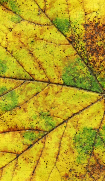 Herfstbladeren Achtergrond Kleurrijke Blad Textuur Minimale Creatief Idee — Stockfoto