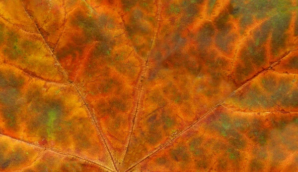 Kolorowe Zbliżenie Piękna Spadek Liści Jesienne Liście Tła — Zdjęcie stockowe