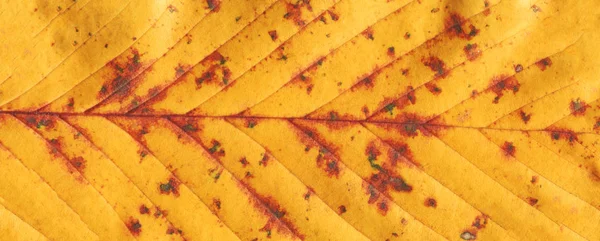 Colorful autumn leaf closeup. Textured autumn yellow leaf. Macro colorful autumnal  leaf