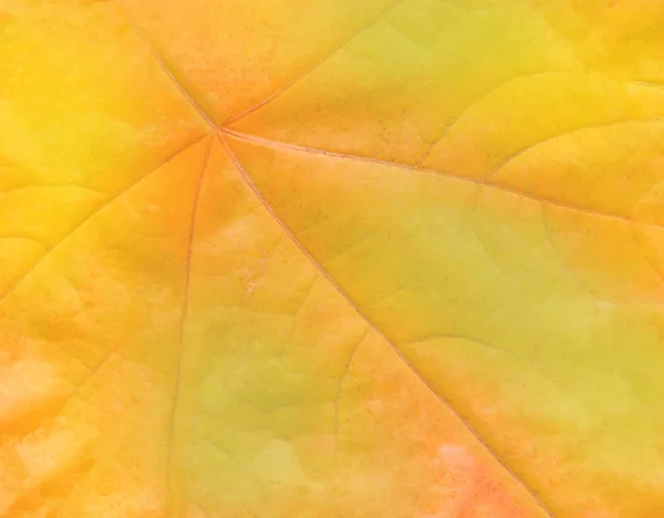 Podzimní List Žíly Struktura Closeup Oranžové Podzimní Listí Makro — Stock fotografie
