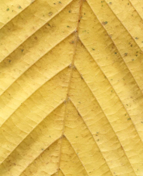 Bunte Herbst Blatt Hintergrund Herbst Blatt Nahaufnahme Textur — Stockfoto