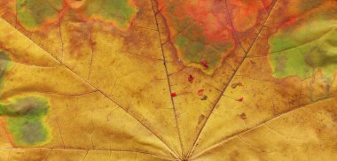 Sonbahar yaprak damarları closeup yapısı. Sonbahar turuncu yaprak makro