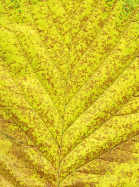 Farbenfrohe Nahaufnahme Schönes Herbstlaub Herbstblätter — Stockfoto