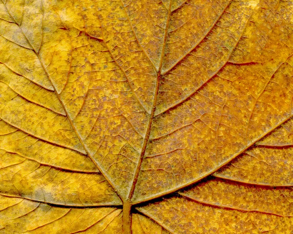 Der Herbst Hinterlässt Spuren Herbsttrockene Blätter Flache Lageoberseite — Stockfoto